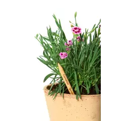 Молив със семена - Карамфил