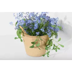 Pencil with seeds - Forget me not