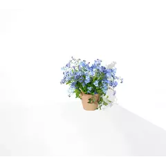 Pencil with seeds - Forget me not