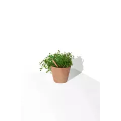 Молив със семена - Мащерка