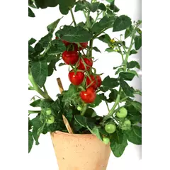Молив със семена - Чери домат