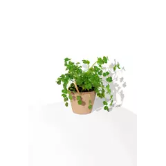 Молив със семена - Кориандър