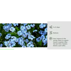 Pencil with seeds - Forget me not