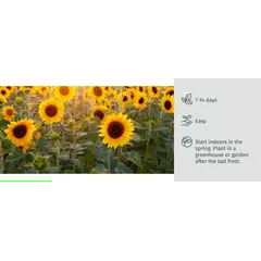 Молив със семена - Слънчоглед