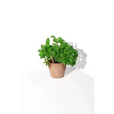 Молив със семена - Босилек