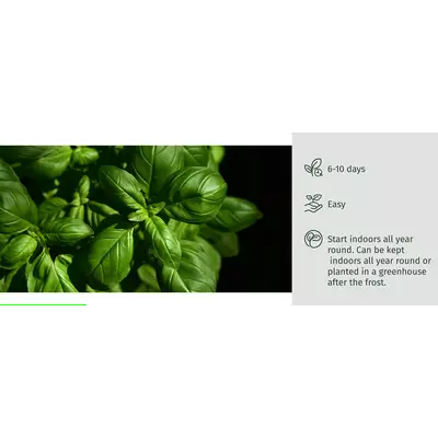 Молив със семена - Босилек