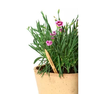 Молив със семена - Карамфил