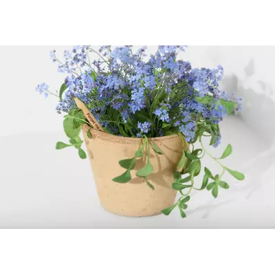 Молив със семена - Незабравка