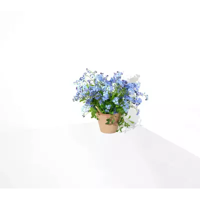 Молив със семена - Незабравка