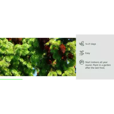 Молив със семена - Смърч