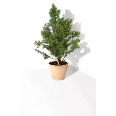 Молив със семена - Смърч