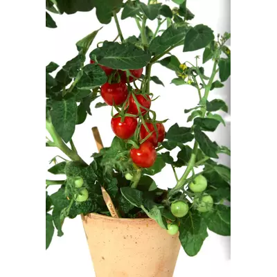 Молив със семена - Чери домат