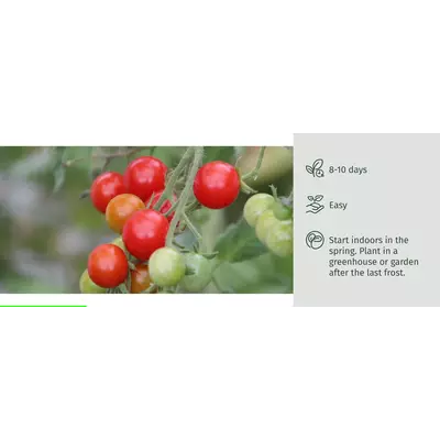 Молив със семена - Чери домат