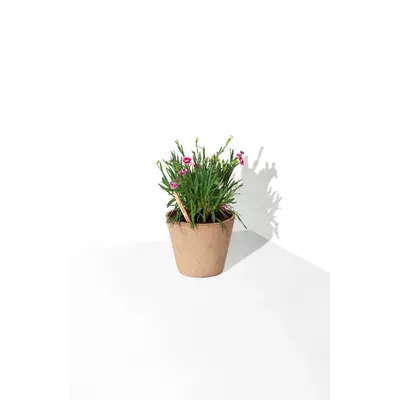 Молив със семена - Карамфил