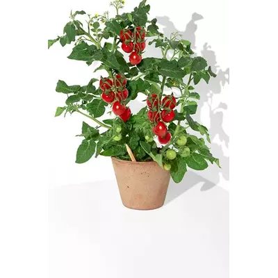 Молив със семена - Чери домат