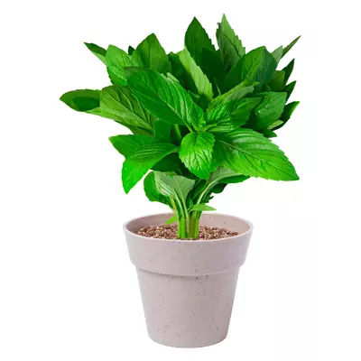 Set of 2 biodegradable pots with seeds