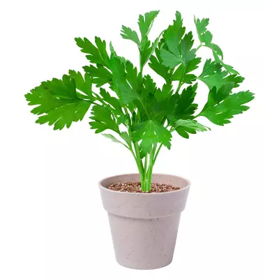 Set of 2 biodegradable pots with seeds