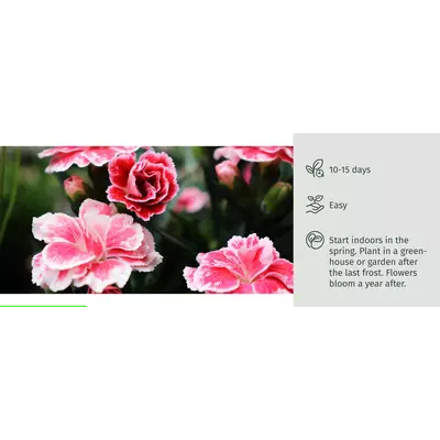 Молив със семена - Карамфил