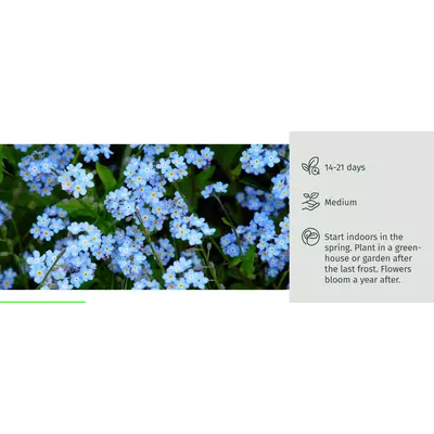 Молив със семена - Незабравка