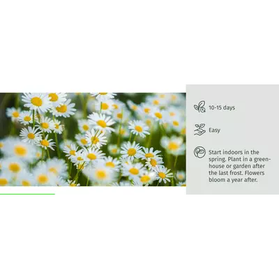 Молив със семена - Маргаритка