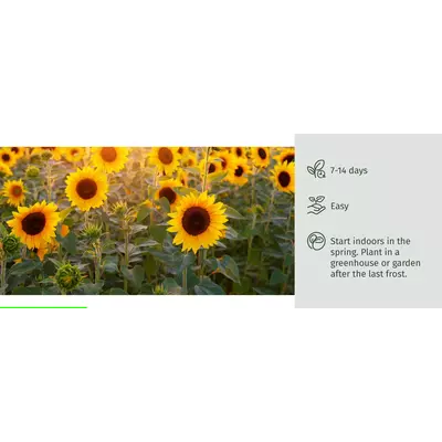 Молив със семена - Слънчоглед