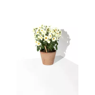 Молив със семена - Маргаритка