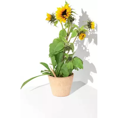 Молив със семена - Слънчоглед