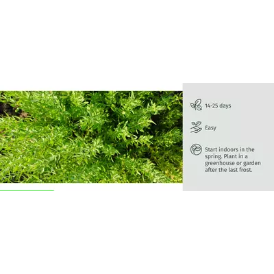 Молив със семена - Мащерка