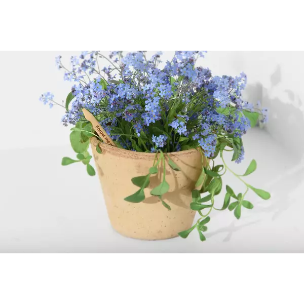 Pencil with seeds - Forget me not