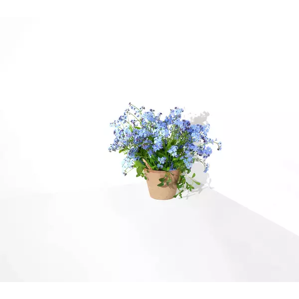Pencil with seeds - Forget me not