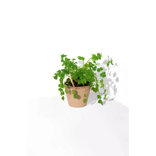 Молив със семена - Кориандър